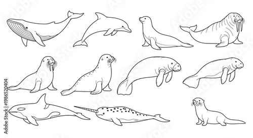 Seals and Sea Lions Marine Mammals.