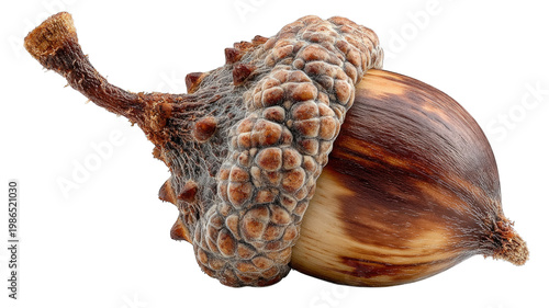A single detailed brown acorn with its textured cap and stem isolated on transparent background