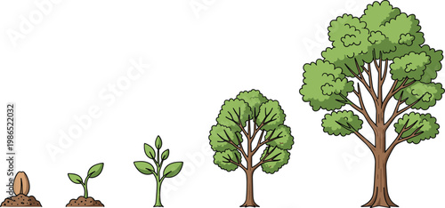 Tree Growth Stages Illustration Set with Seed Sprout Sapling and Mature Plant Life Cycle Nature Diagram Collection