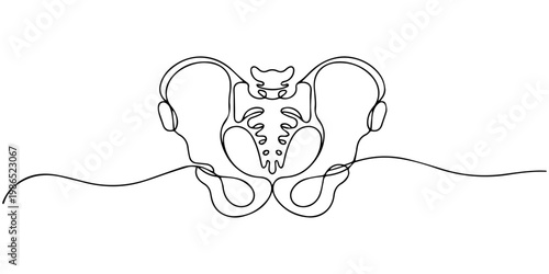 Human pelvic bone continuous one line drawing, Human pelvic bone in continuous one line drawing. Anatomical structure. Editable vector, Part of the human skeleton - spine, pelvic bone and thighs.