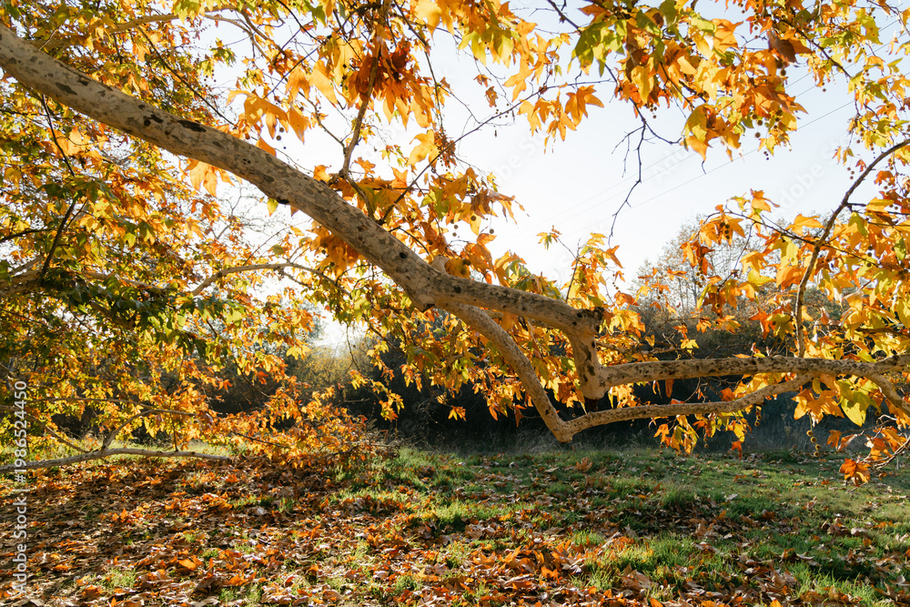Fototapeta premium A scenic autumn view of a large oak tree with branches full of colorful fall leaves,