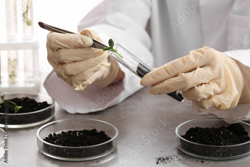 Scientist planting seedlings in soil at table, closeup