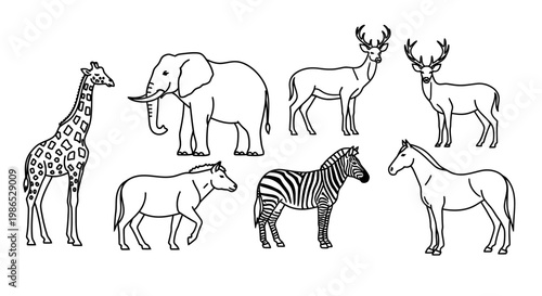 Black and white animals standing together.