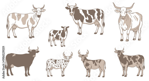 Brown and white cows standing together 1.