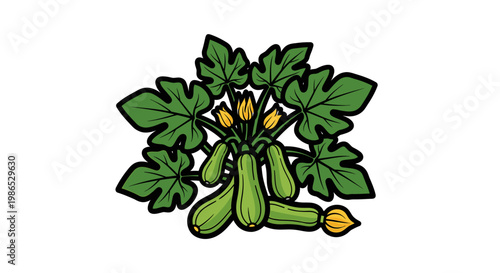 Green zucchini vegetable with leaves.