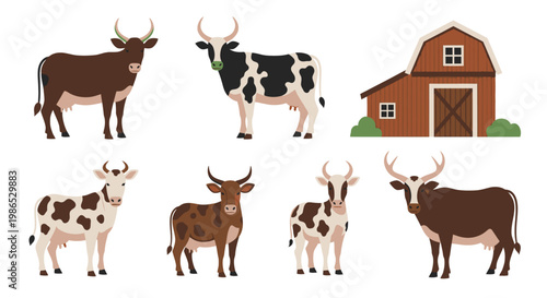 Cows and bulls in farm setting 5.