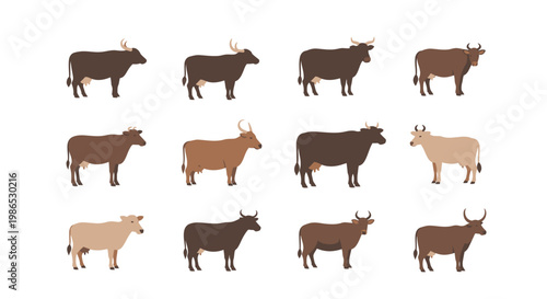 Cows in various brown shades standing.