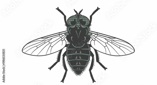 Detailed illustration of a black fly.
