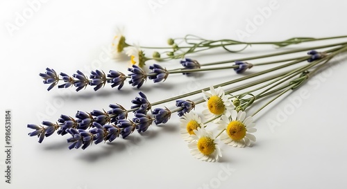 Fresh lavender sprigs paired with delicate yellow daisies arranged on a neutral background.