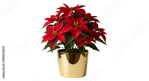 A vibrant red poinsettia plant in a shiny gold pot on transparent background