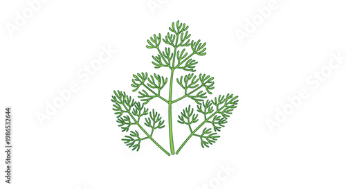 Fresh green dill sprig illustration with delicate feathery leaves on a plain white background for culinary and herbal design projects.