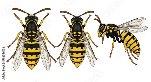 Realistic wasp and hornet vector set with top and side view insect anatomy for educational and nature design