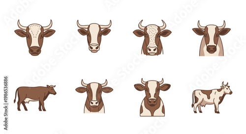 Brown and white cow heads and body.