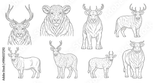Deer and Moose Line Drawings Collection 1.