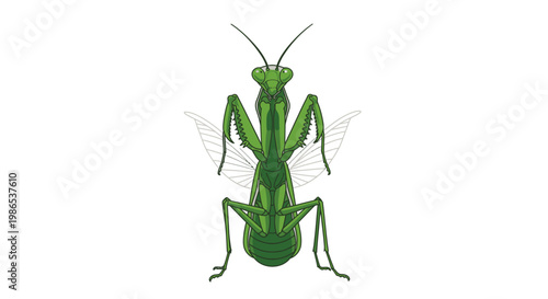 Green Praying Mantis Insect Closeup.