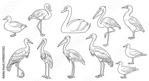 Group of pelicans standing together.