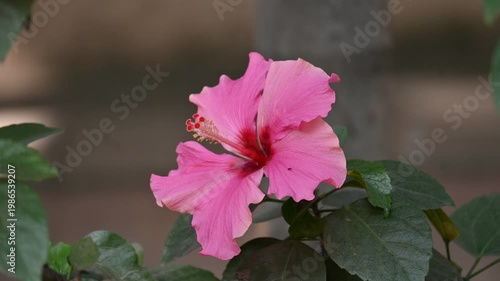 A beautiful pink Hibiscus flower. It is a genus of flowering plants in the mallow family. Its blooms vibrantly against a backdrop of deep green leaves. 