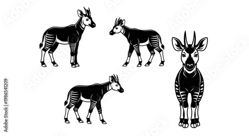 Okapi Illustration - Striking Black and White Animal Art.