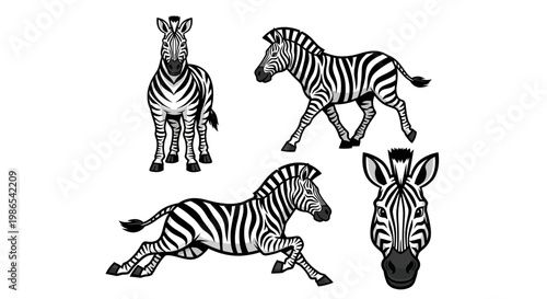 Zebra Illustrations - Standing, Running, and Head-on Views in Black and White.