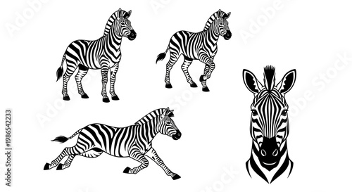 Zebra Illustrations - Standing, Walking, Running, and Headshot.