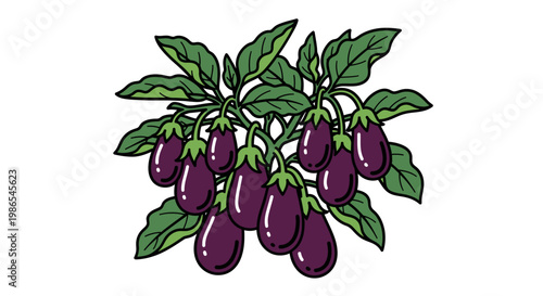 Purple Eggplant Vegetable Fruit Plant.