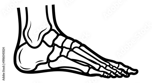 Detailed illustration of human foot bones.