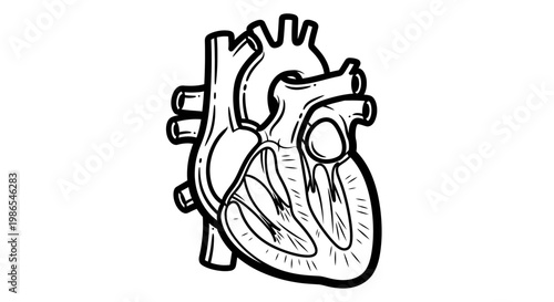 Anatomical Human Heart Illustration.