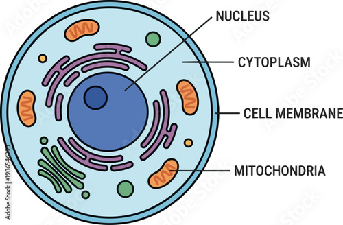 Cell Anatomy Diagram Showing Nucleus Cytoplasm and Organelles.