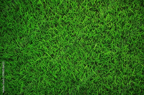 Green grass lawn filling the frame, showing lush growth and a fresh natural texture, ideal for background use