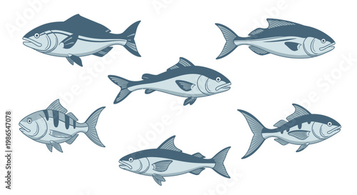 School of Tuna Fish Swimming Together 2.