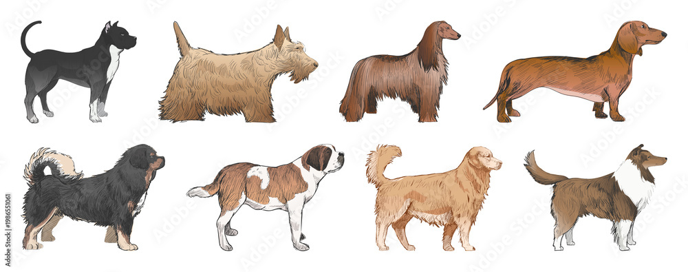 Obraz premium Illustrated diverse dog breeds element set