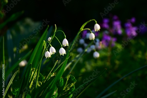 Summer snowflake flowers. Amaryllidaceae bulbous poisonous. In spring, it produces bell-shaped flowers with green spots at the petals, which hang downwards.