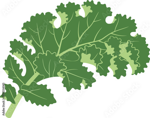 Green kale leaves on white background vegetable healthy