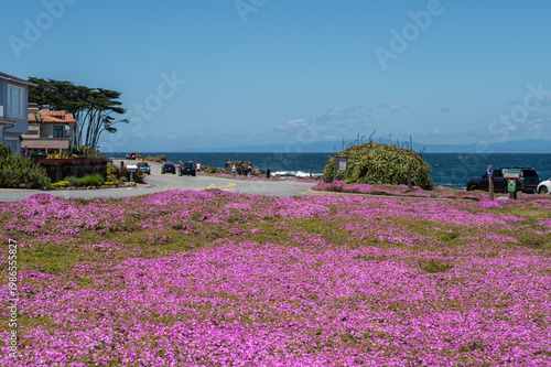 Blooming purple ice plant carpet along the coastline in Pacific Grove California