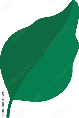 Green leaf with stem on white background leaf green color