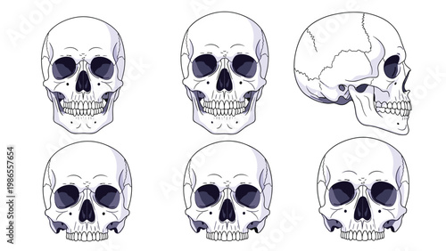 Technical medical diagrams show various anatomical views of a human skull from frontal and lateral perspectives for study.