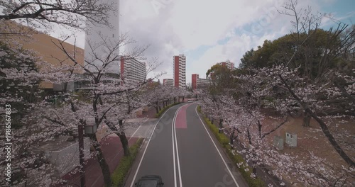 A cityscape of cherry blossoms at the city street in Tokyo in spring wide shot