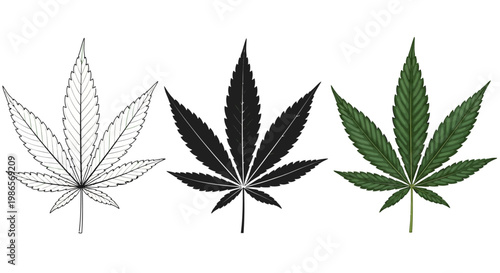 Three cannabis leaves in different styles line art, silhouette, and realistic illustration
