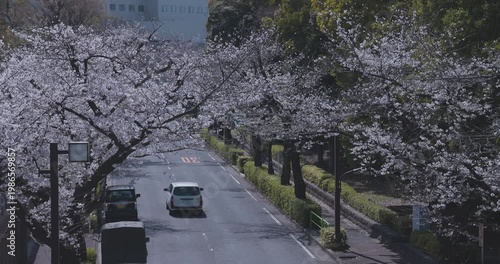A cityscape of cherry blossoms at the city street in Tokyo in spring