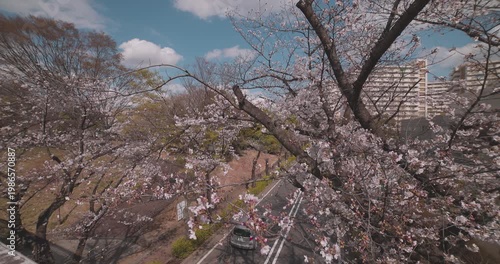 A cityscape of cherry blossoms at the city street in Tokyo in spring wide shot