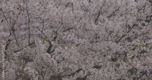 Cherry blossoms swinging wind sunny day in spring