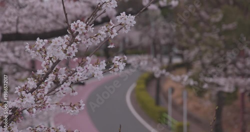 A cityscape of cherry blossoms at the city street in Tokyo in spring