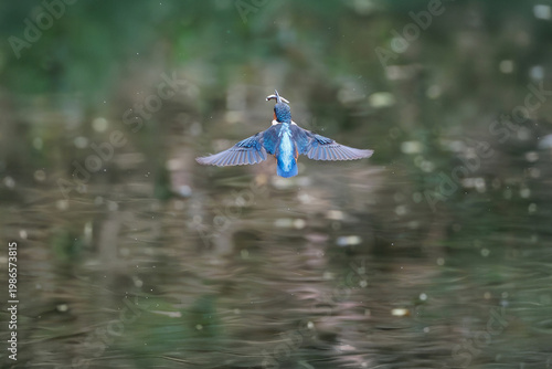 Common Kingfisher, captured mid-flight just above calm surface of water, wings fully extended in symmetrical spread, clutched firmly in its beak is small fish