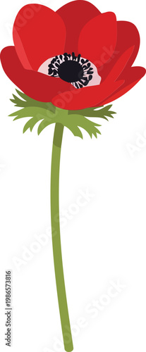 Red Anemone Flower with Green Stem and White Background