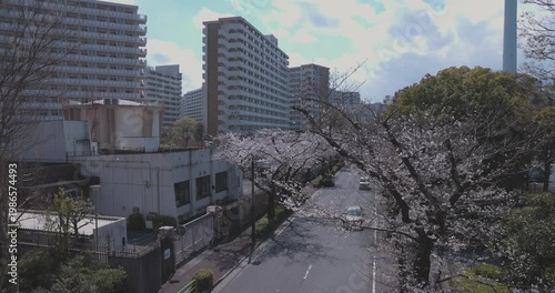A cityscape of cherry blossoms at the city street in Tokyo in spring wide shot