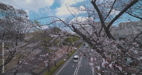 A cityscape of cherry blossoms at the city street in Tokyo in spring wide shot