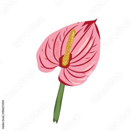 Anthurium flower illustration in flat vector style with glossy pink petal and yellow spadix. Isolated on white background for botanical and decorative use