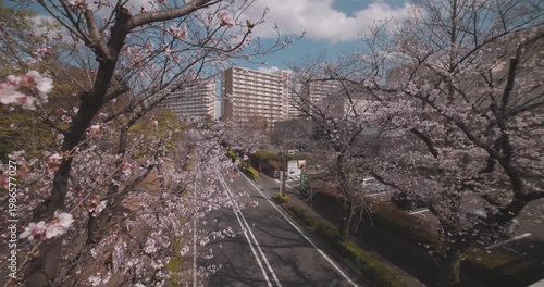 A cityscape of cherry blossoms at the city street in Tokyo in spring wide shot