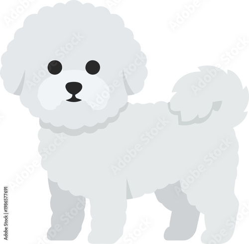 Poodle Dog Portrait White Fur.