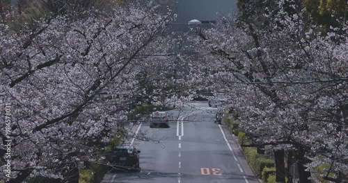 A cityscape of cherry blossoms at the city street in Tokyo in spring telephoto shot